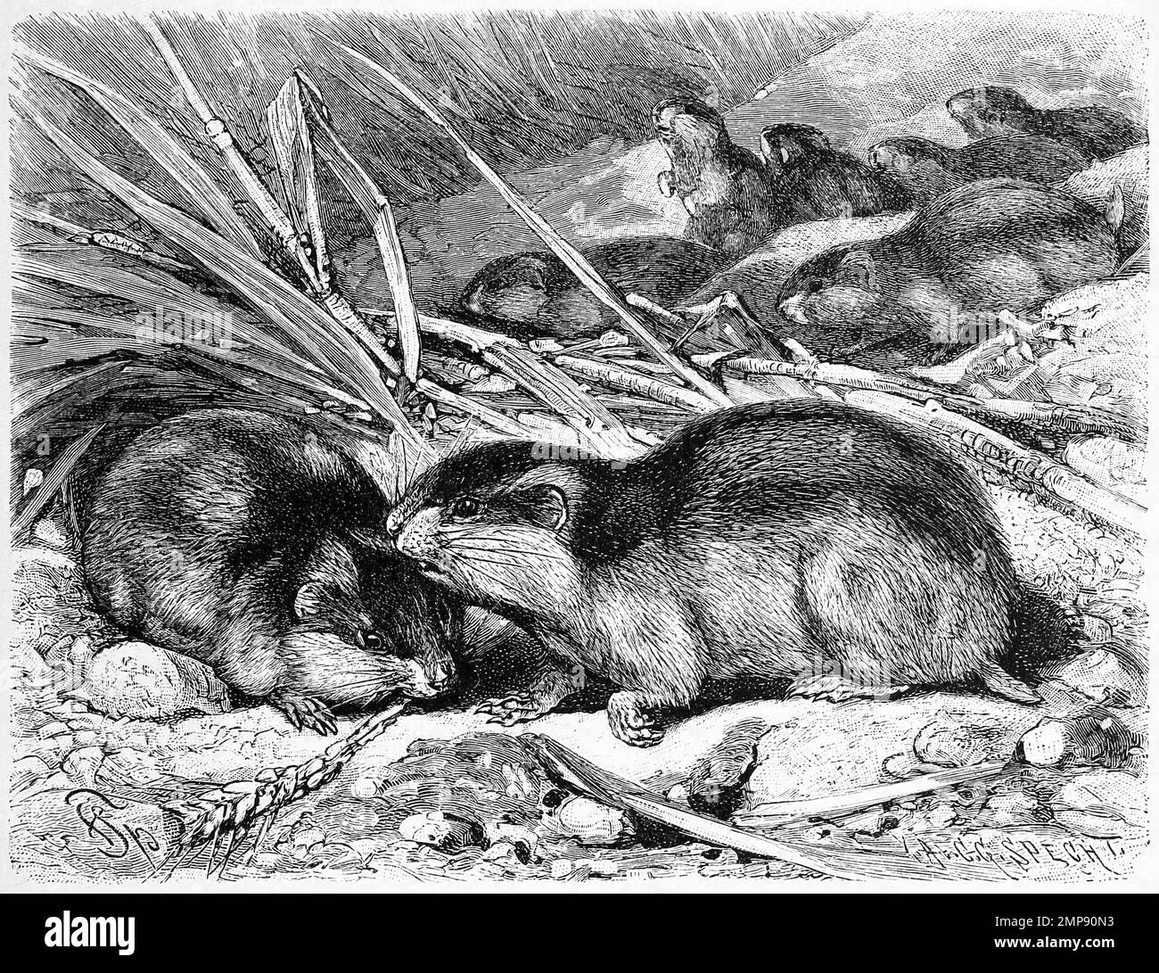 Il lemmus lemmus ist eine der Arten der Echten Lemminge, Lemmus, aus