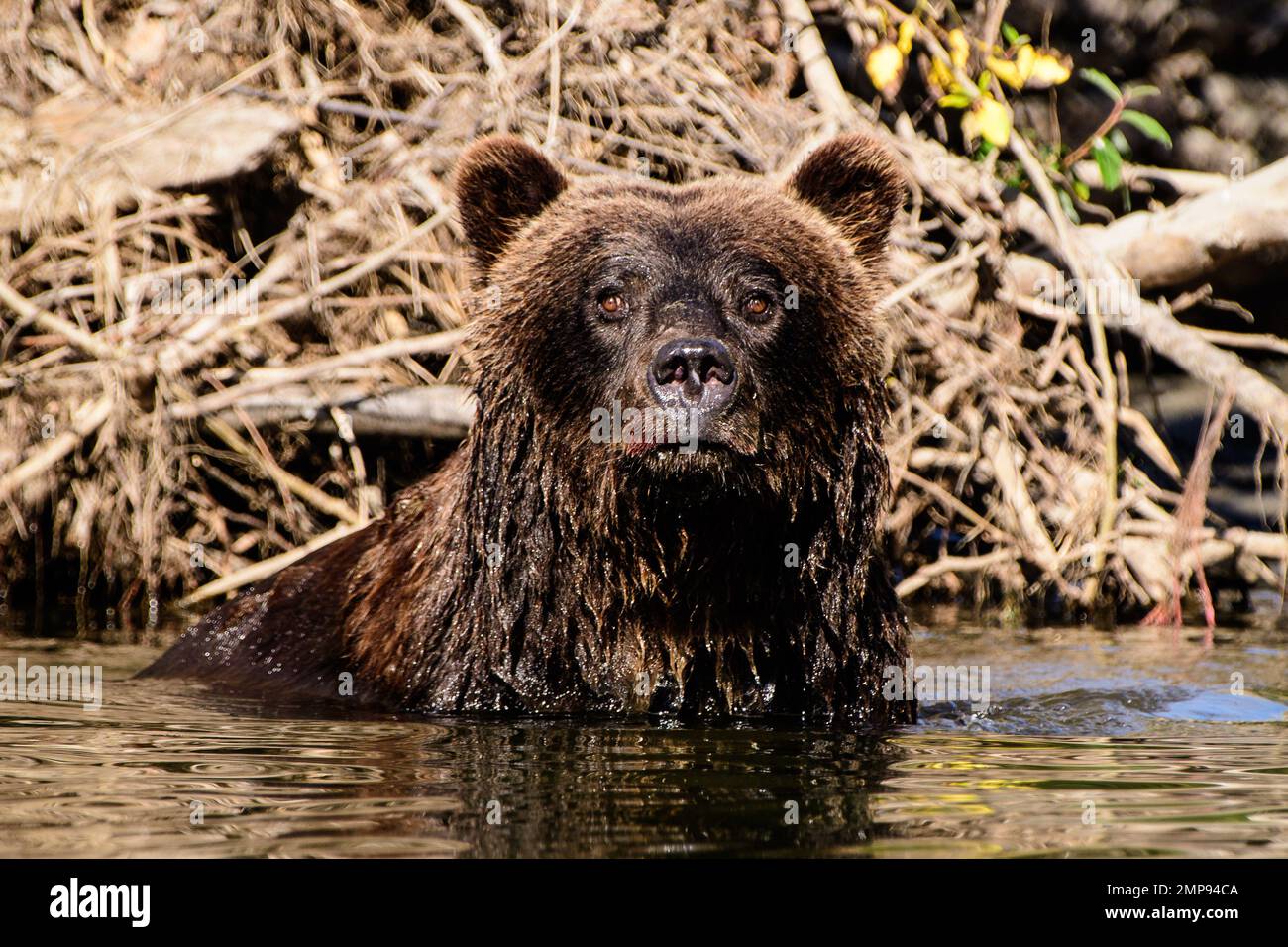 Primo piano di un orso Grizzly nel fiume Foto Stock