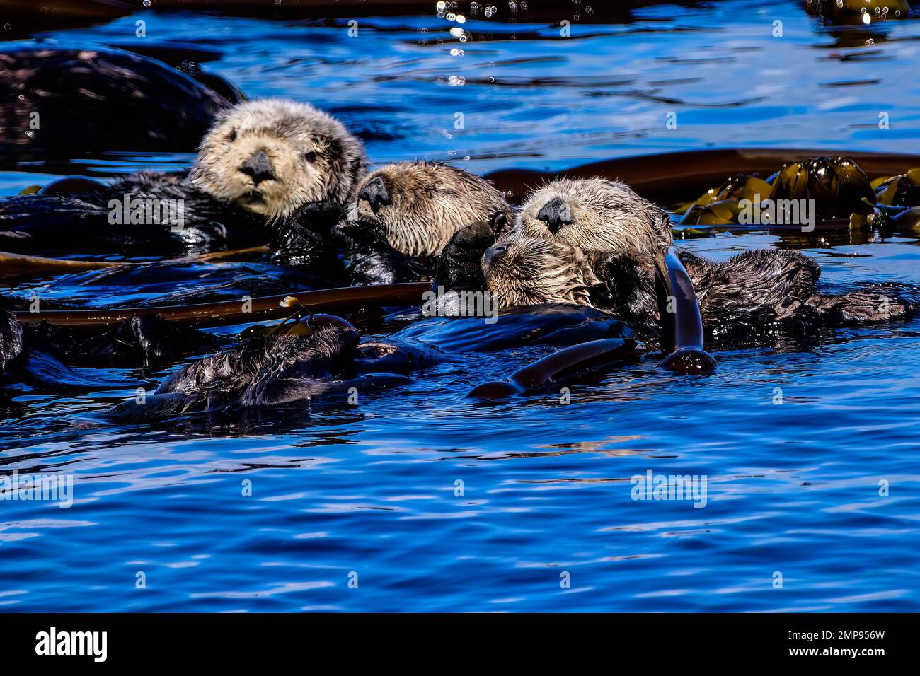 I tre Amigos Foto Stock