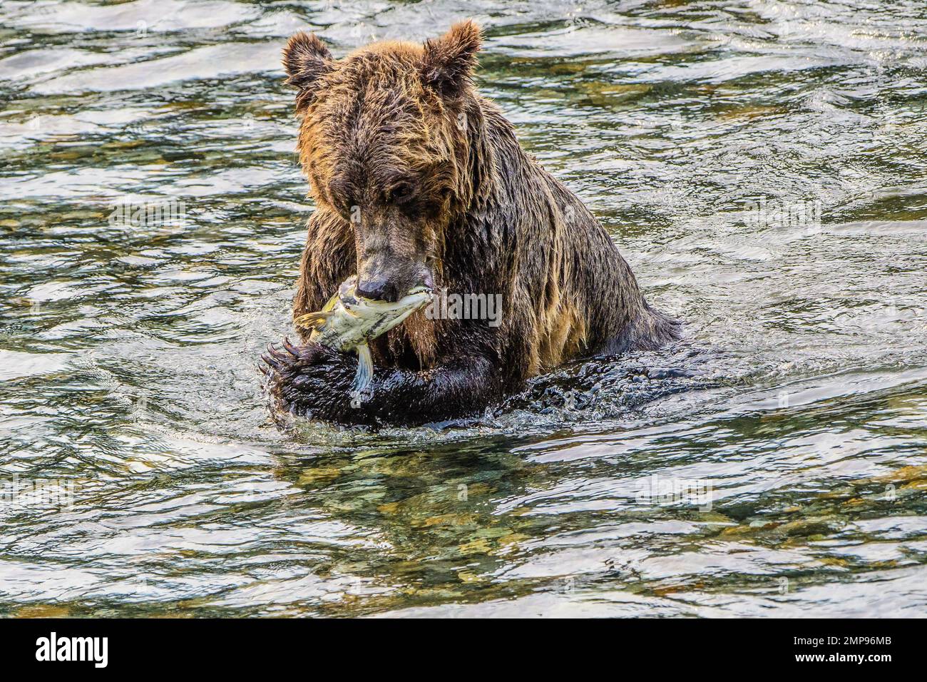 Ora di alimentazione degli orsi Grizzly Foto Stock