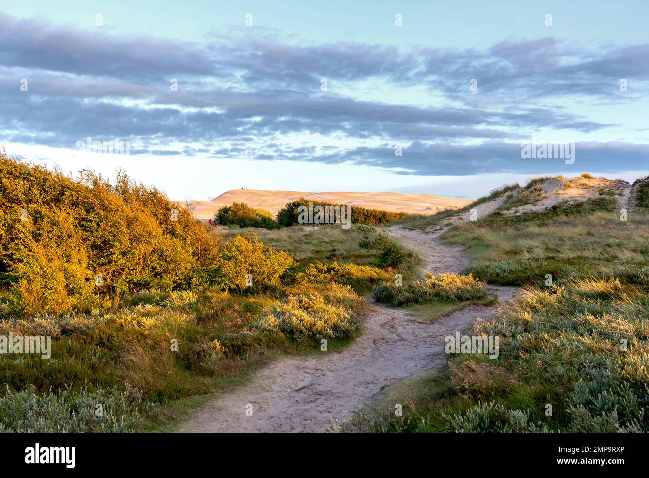 Dune di sabbia di Skagen nel nord della Denmark.Rabjerg Mile. Chiamate anche le dune a piedi. vvvbvanbree foto Foto Stock