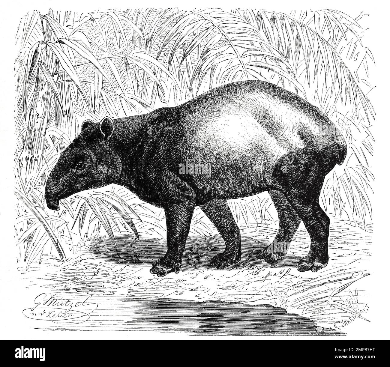 Schabrackentapir, auch Asiatischer oder Malaysischer Tapir, Tapirus indicus, ist eine Säugetierart aus der Familie der Tapire / tapir malese, Tapirus indicus, chiamato anche tapir asiatico, tapir asiatico e tapir indiano, è l'unica specie di tapir originaria dell'Asia sudorientale, Vorisch, restaurazione digitale Reprodukiner aus von 18. Jahrhundert, Foto Stock