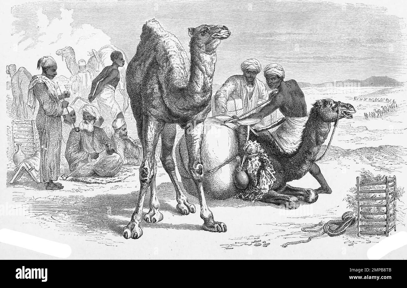Dromedar, Camelus dromedarius, Einhöckriges oder Arabisches Kamel, eine Säugetierart aus der Gattung der Aldodectkamele innerhalb der Familie der Kamele, Historiisch, digital restaurierte Reproduktion von einer Vorlage aus dem 18. Jahrhundert, Foto Stock