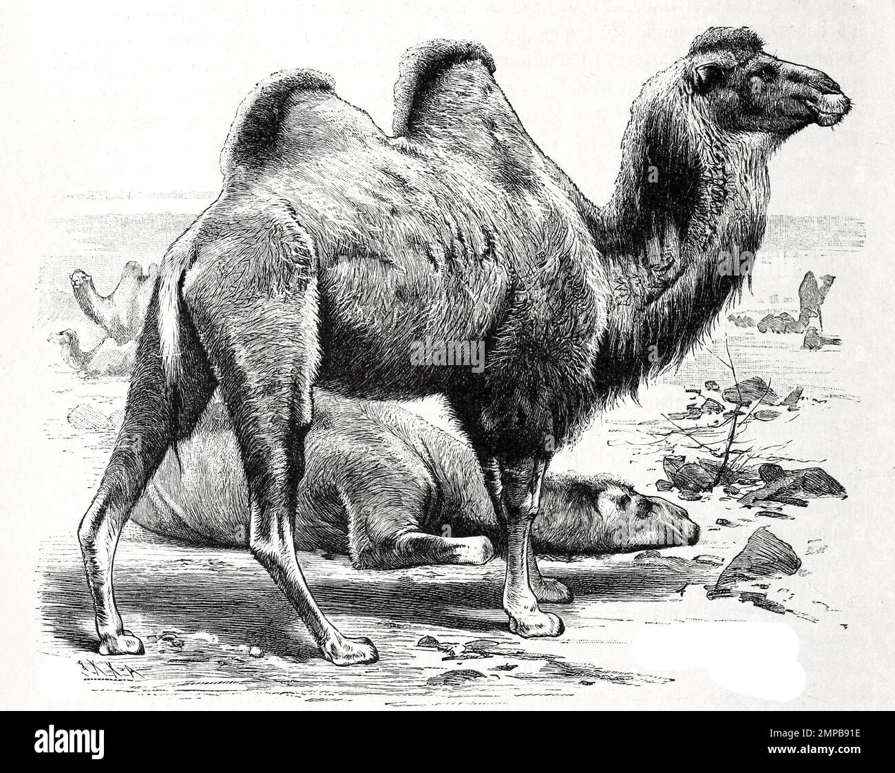 Trampeltier, auch als Zweihöckriges oder Baktrisches Kamel bezeichnet, Camelus ferus, ist eine Säugetierart aus der Familie der Kamele, Historiisch, digital restaurierte Reproduktion von einer Vorlage aus dem 18. Jahrhundert, Foto Stock