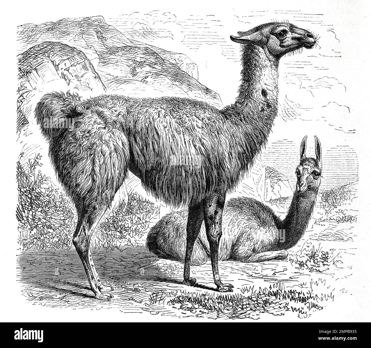 Lama, lama glama, ist eine Art der Kamele, Historisch, ristorante digitale Reproduktion von einer Vorlage aus dem 18. Jahrhundert, Foto Stock