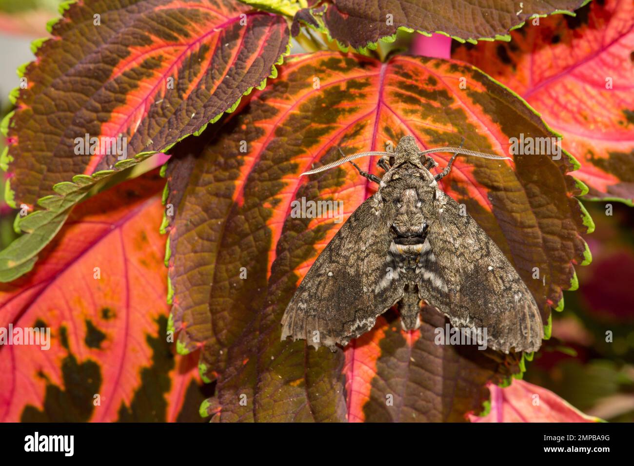 Carolina Sphinx Moth - Manduca sexta Foto Stock