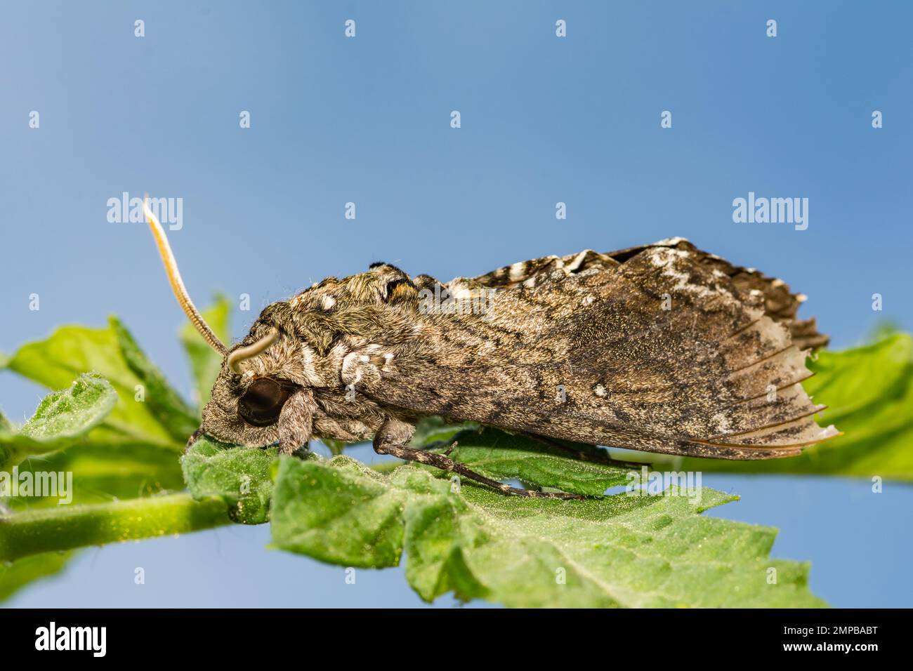 Carolina Sphinx Moth - Manduca sexta Foto Stock