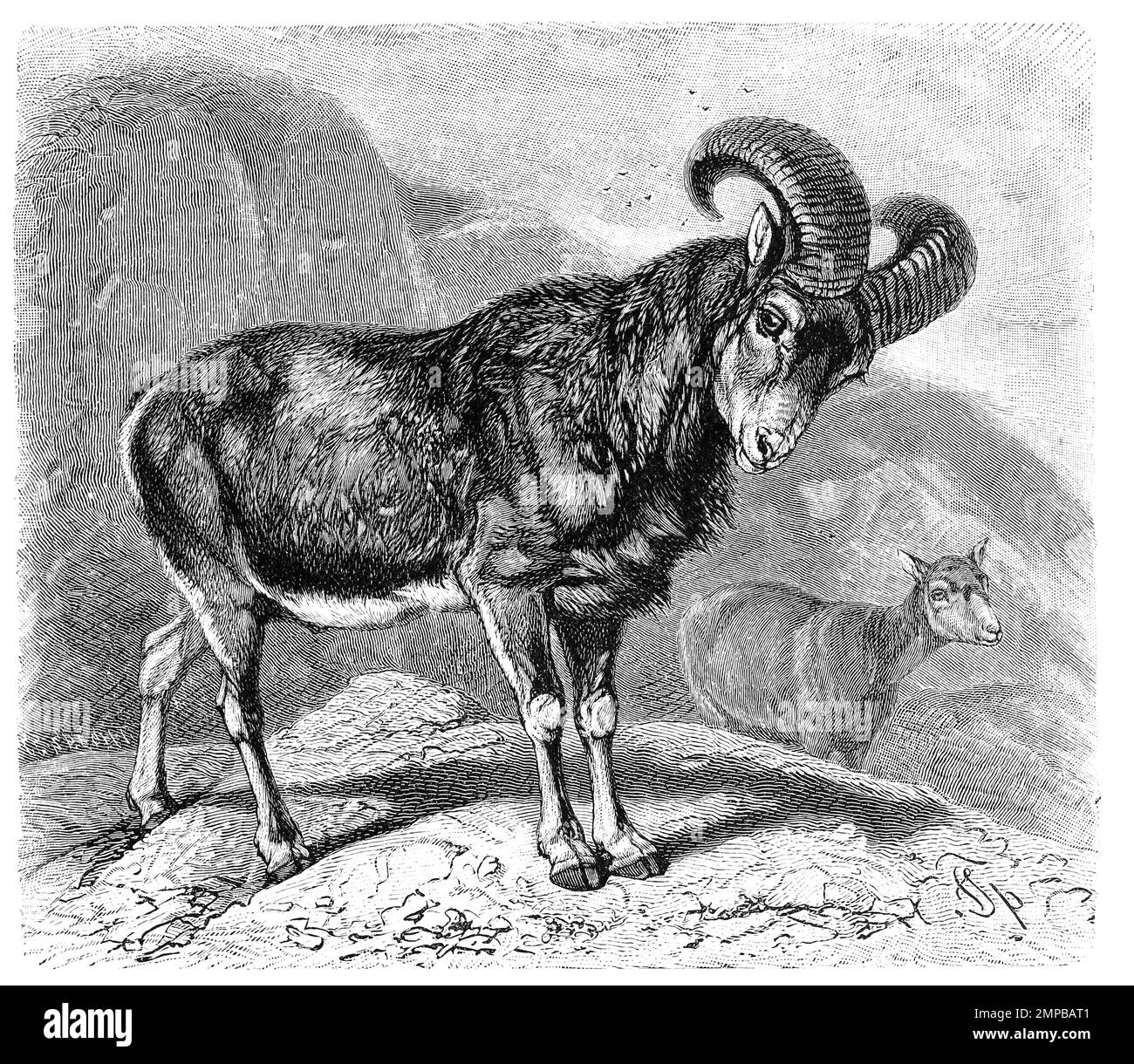Europäische Mufflon, Ovis gmelini musimon, SYN.: Ovis orientalis musimon, Ovis aries musimon, jägersprachlich Muffelwild oder kurz Muffel, Historiisch, digital restaurierte Reproduktion von einer Vorlage aus dem 18. Jahrhundert, Foto Stock