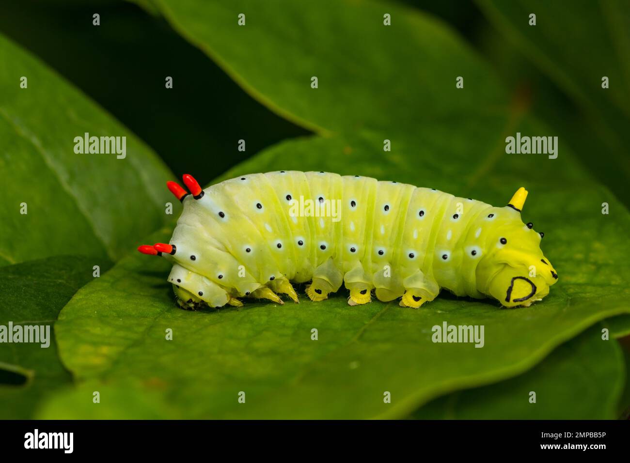 Prometea Silkmoth Caterpillar - Callosamia prometea Foto Stock