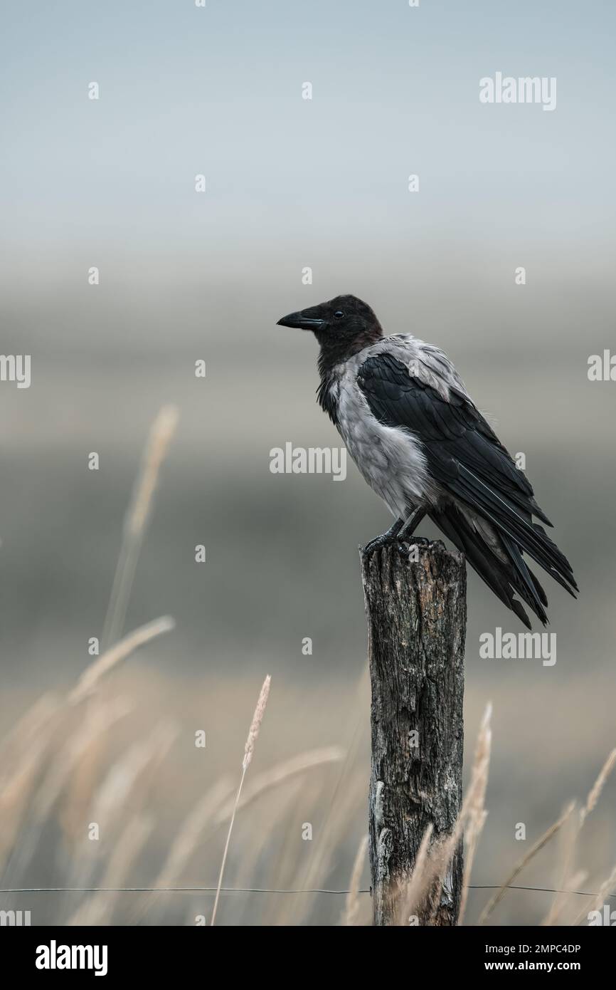 Primo piano di un corvo incappucciato su un palo di legno e erba alta secca sullo sfondo, atmosfera aliscente, spazio copia, minimo, verticale, grigio pastello tenue an Foto Stock