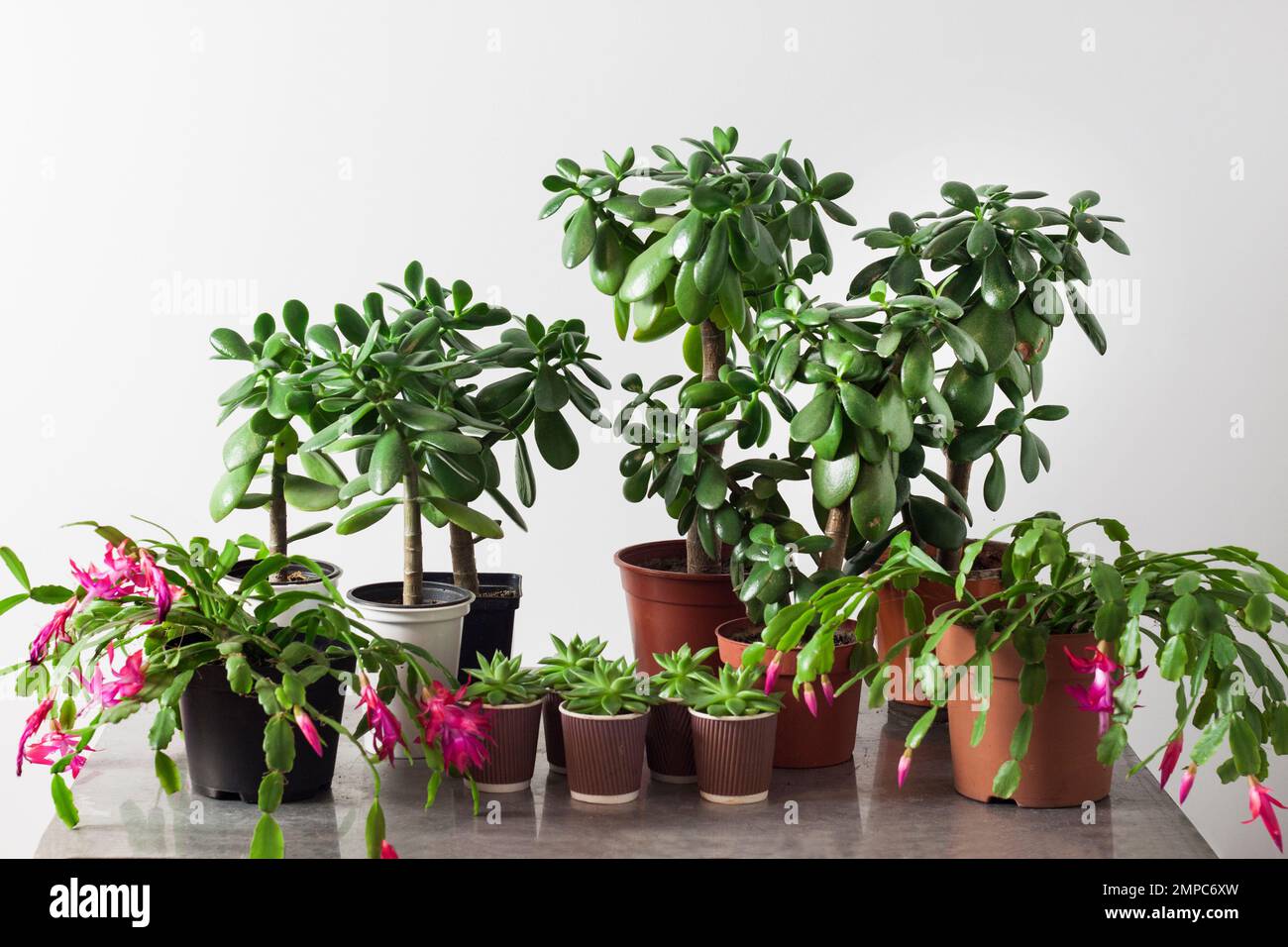 Piante succulente in vaso (Crassula ovata, Echeveria agavoides, Schlumbergera). Foto Stock