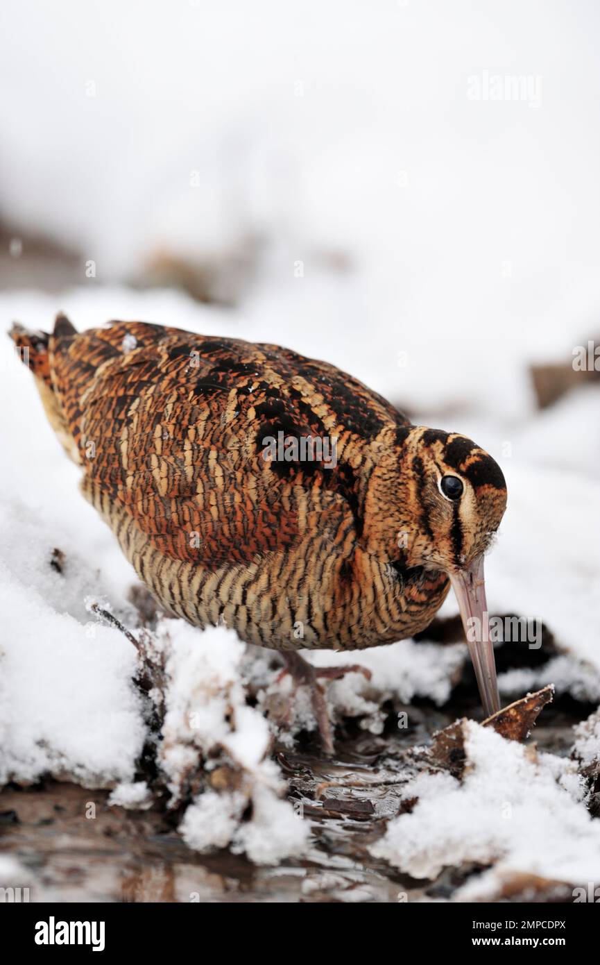 Cazzo di legno (rusticola di Scolopax), indagando per la preda invertebrata in palude non-congelata in condizioni di wintry, Berwickshire, Scozia, gennaio 2010 Foto Stock