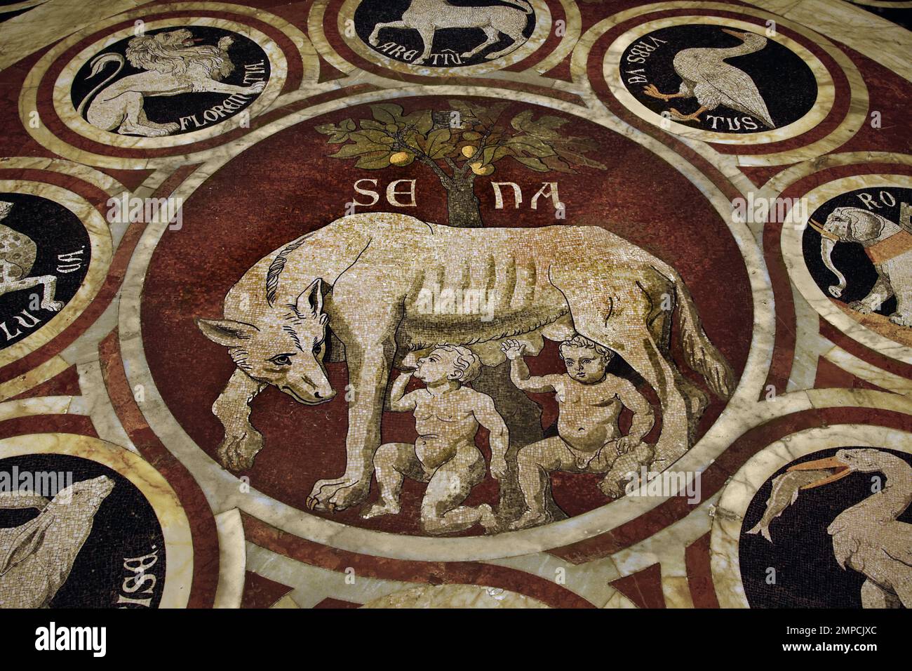 La leggenda di Aschius e Senius - la senese Lupa con gli emblemi di 12 città confederate Metropolita Cattedrale di Santa Maria Assunta - Duomo di Siena, 1215 e 1348, 13th ° secolo, Toscana, Italia, Italiano, gotico, romanico, classico. ( Uno dei primi pannelli del mosaico intarsiato del Duomo, la Lupa di Siena ) Foto Stock