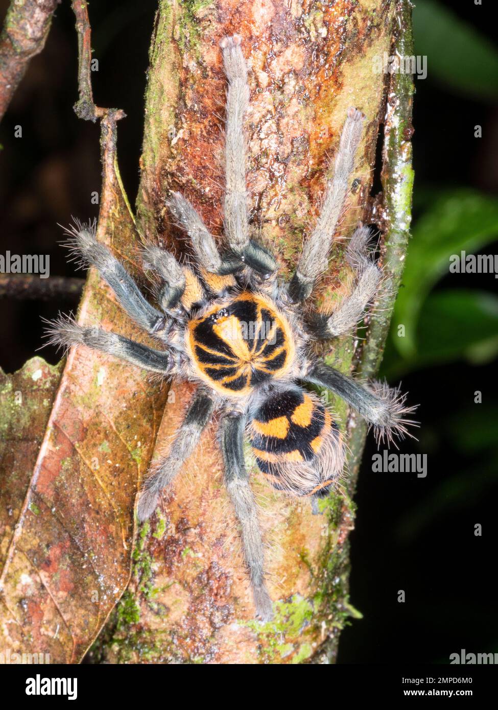 Zebra tarantula (Hapalopus zebra), Ecuador, nella foresta pluviale, provincia di Orellana, Ecuador Foto Stock