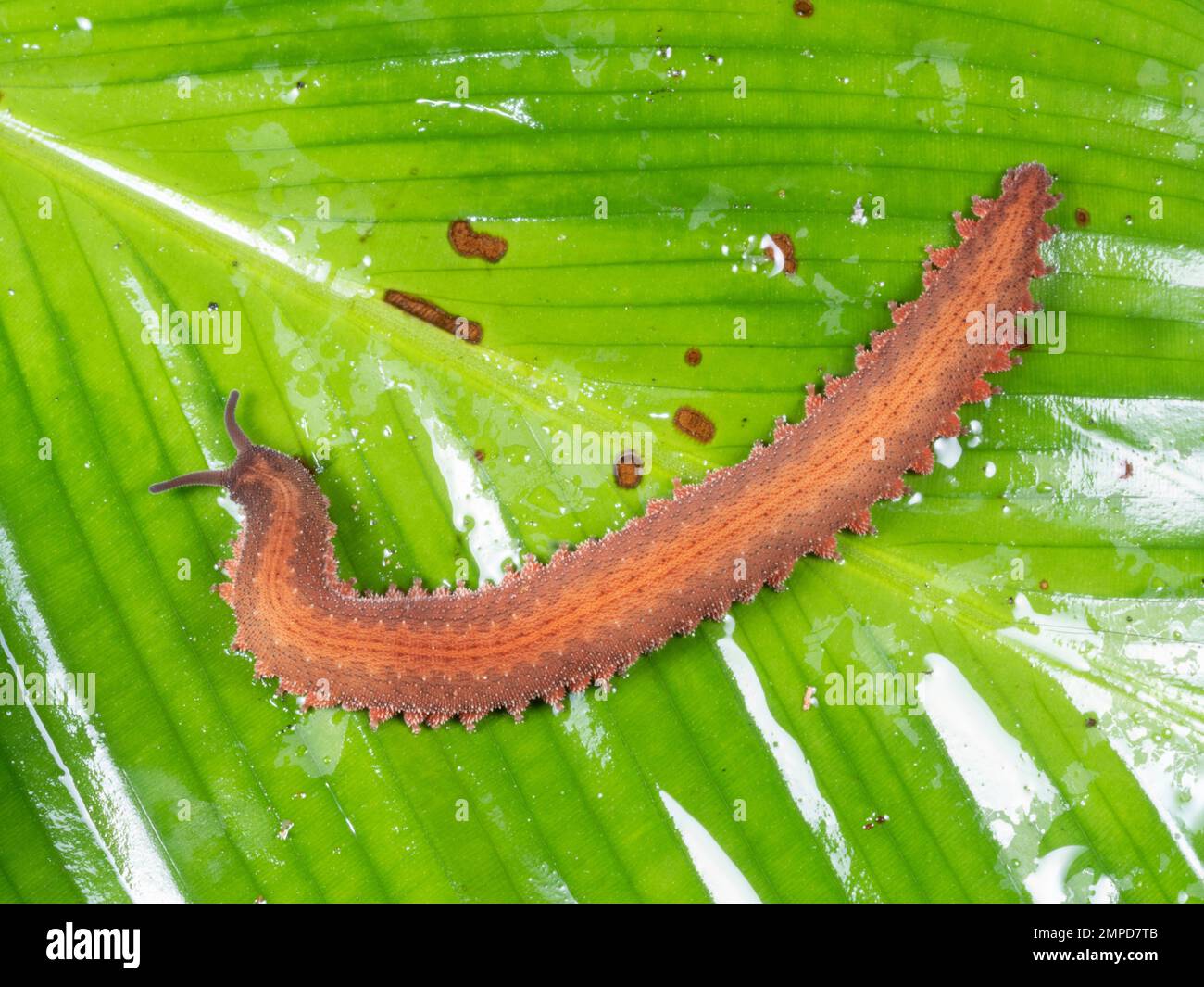 Peripatus o Velvet Worm (Oroperipatus sp. Onychophora) su una foglia di notte nella foresta pluviale, provincia di Orellana, Ecuador Foto Stock