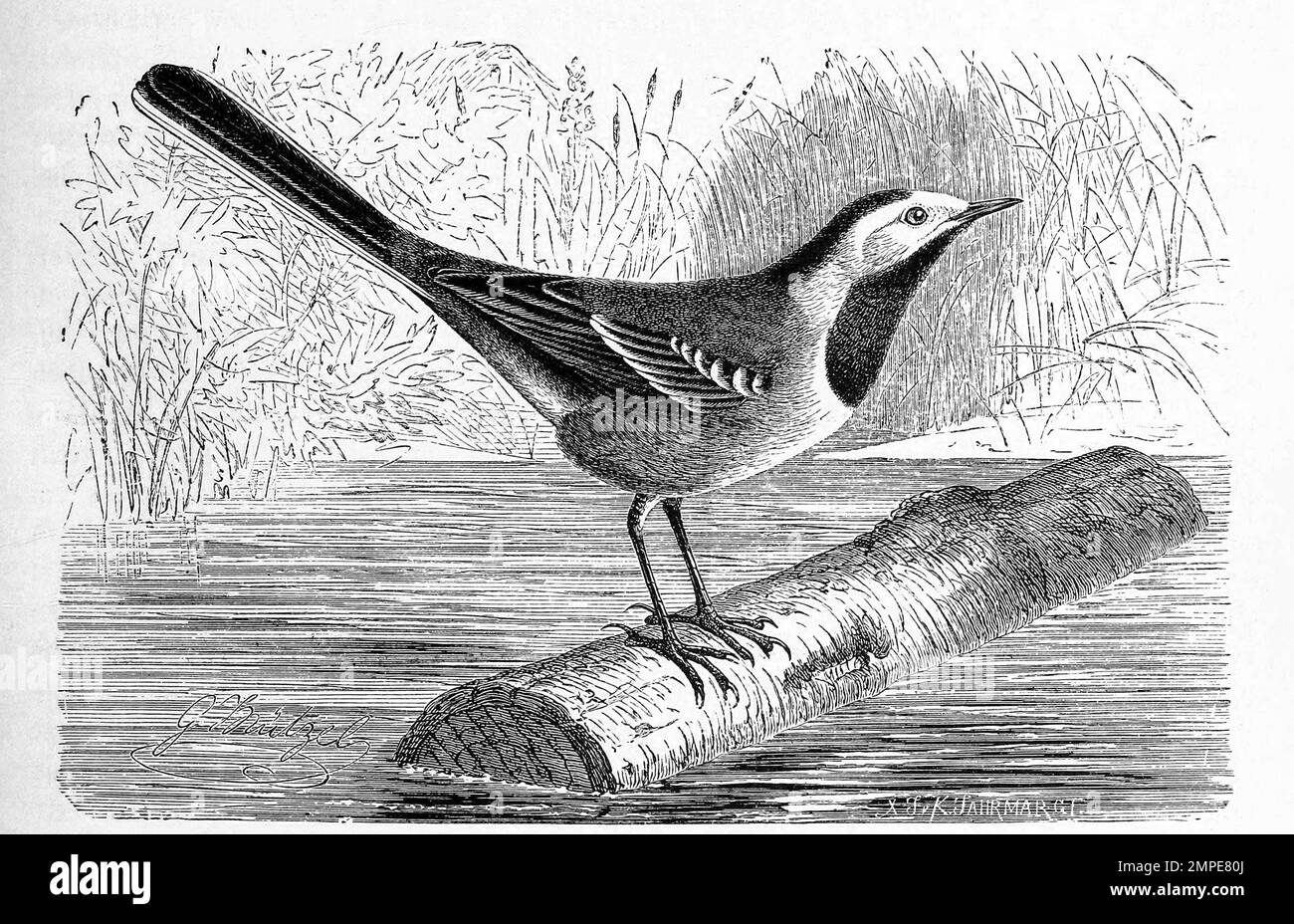 Vogel, Bachstelze, Motacilla alba ist eine Singvogelart aus der Familie der Stelzen und Pieper, Historisch, ristorante digitale Reproduktion von einer Vorlage aus dem 19. Jahrhundert Foto Stock