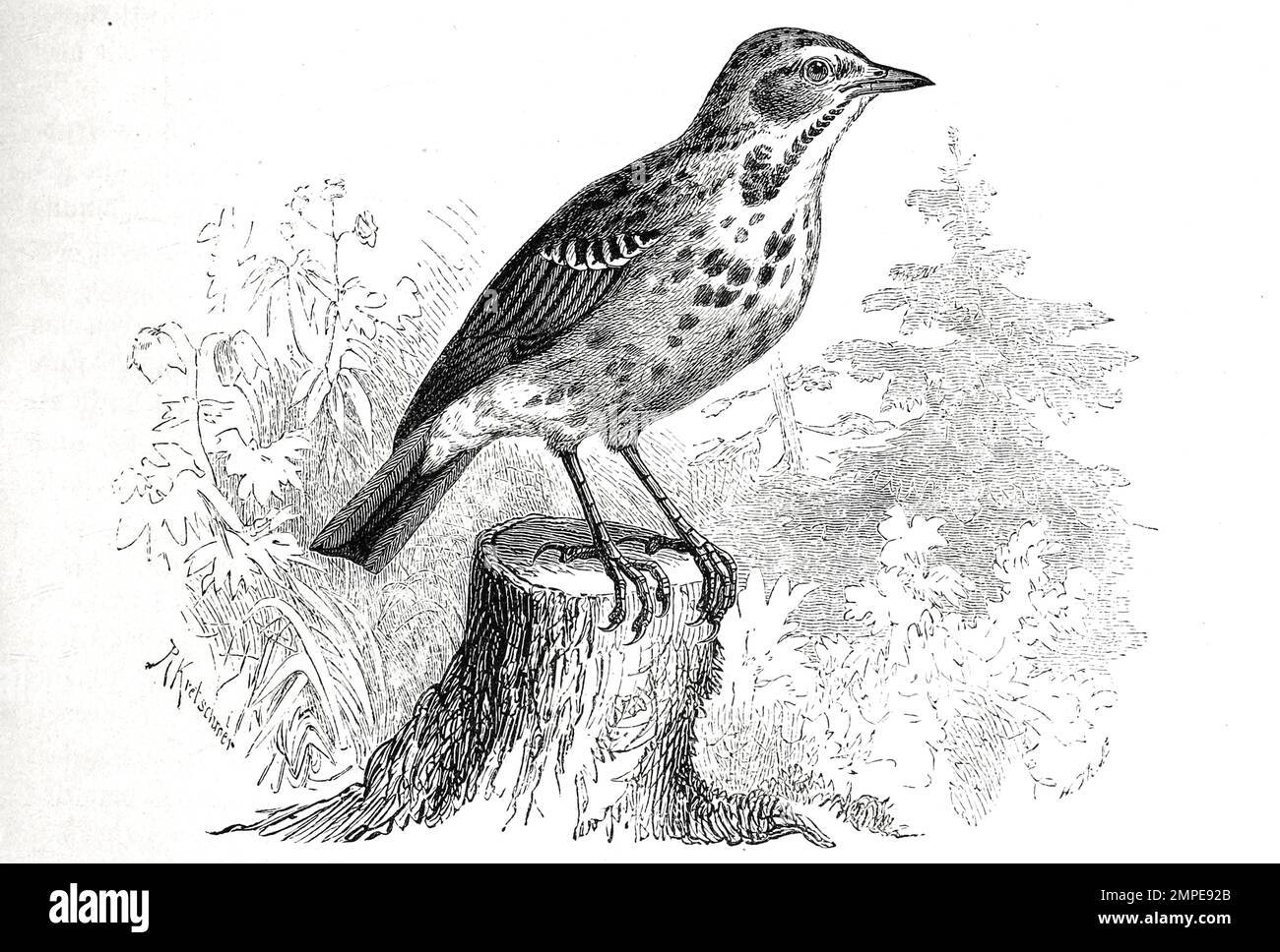 Vogel, Baumpieper, Anthus trivialis ist eine Vogelart aus der Familie der Stelzen und Pieper, Historisch, ristorante digitale Reproduktion von einer Vorlage aus dem 19. Jahrhundert Foto Stock