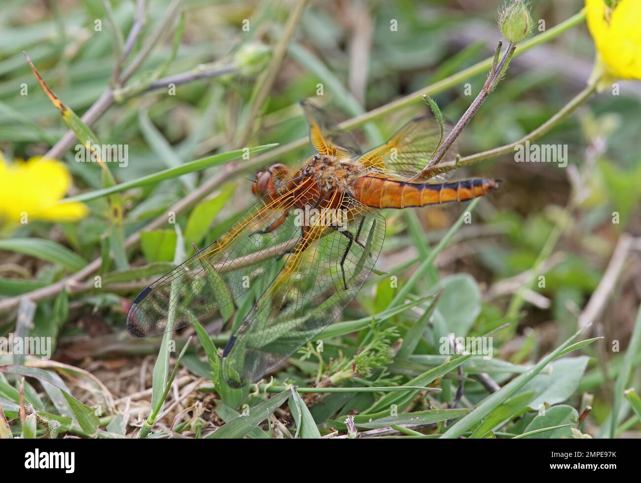 Chasser scarso (Libellula fulva) femmina adulto fresco Hutovo Blato paludi, Erzegovina, Bosnia-Erzegovina Aprile Foto Stock