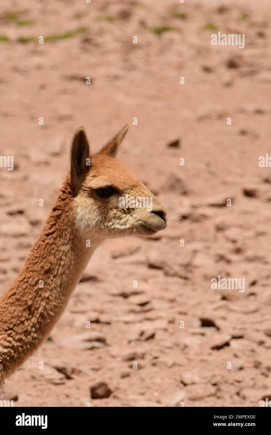 Vikunja selvaggia nel deserto di Atacama Cile Sud America Foto Stock