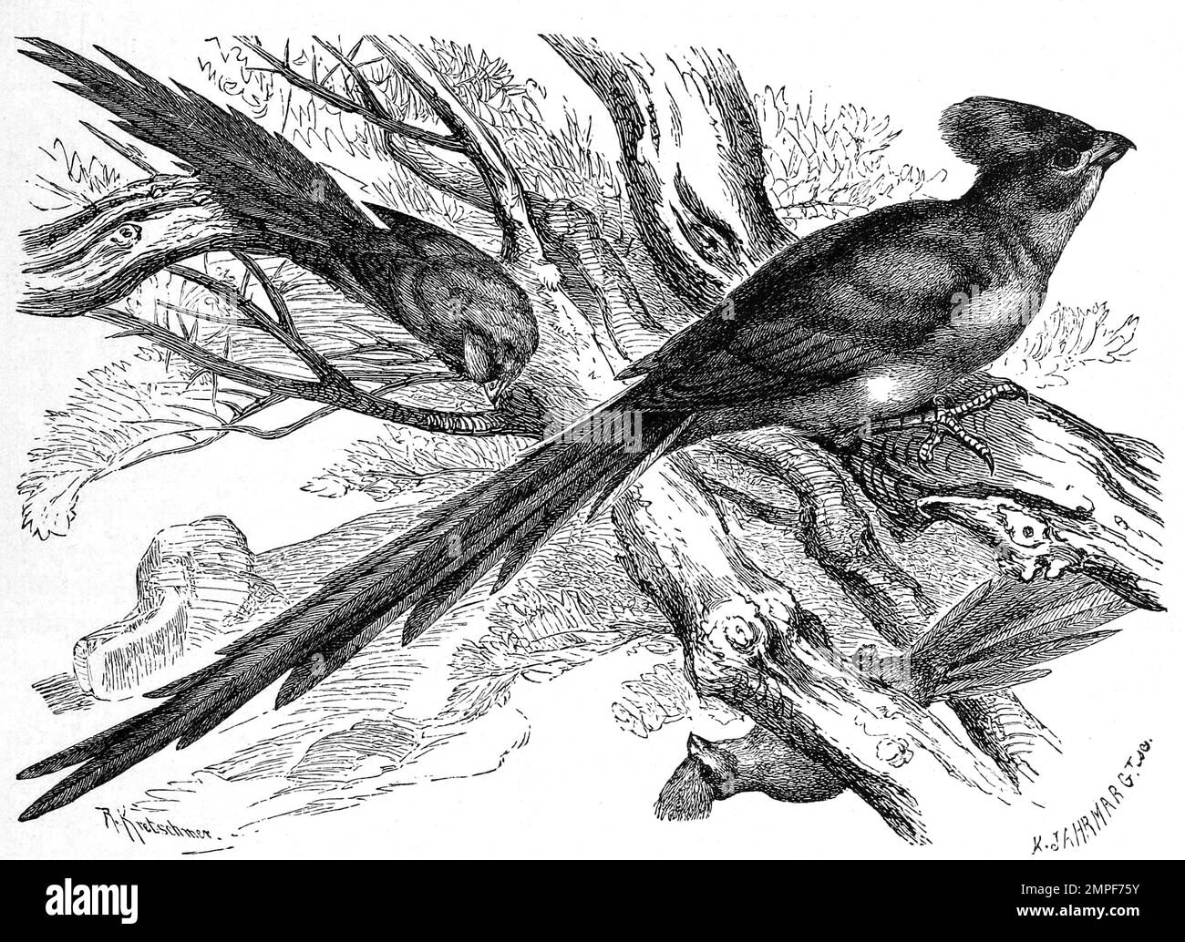 Vogel, Blaunacken-Mausvogel, Urocolius macrourus ist ein afrikanischer Vogel aus der Familie der Mausvögel, Historiisch, ristorante digitale Reproduktion von einer Vorlage aus dem 19. Jahrhundert Foto Stock