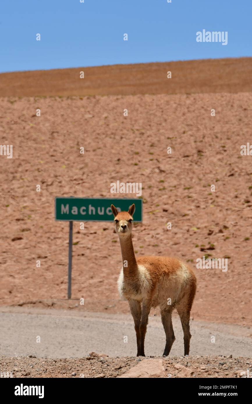Vikunja su strada nel deserto di Atacama Cile Sud America Foto Stock