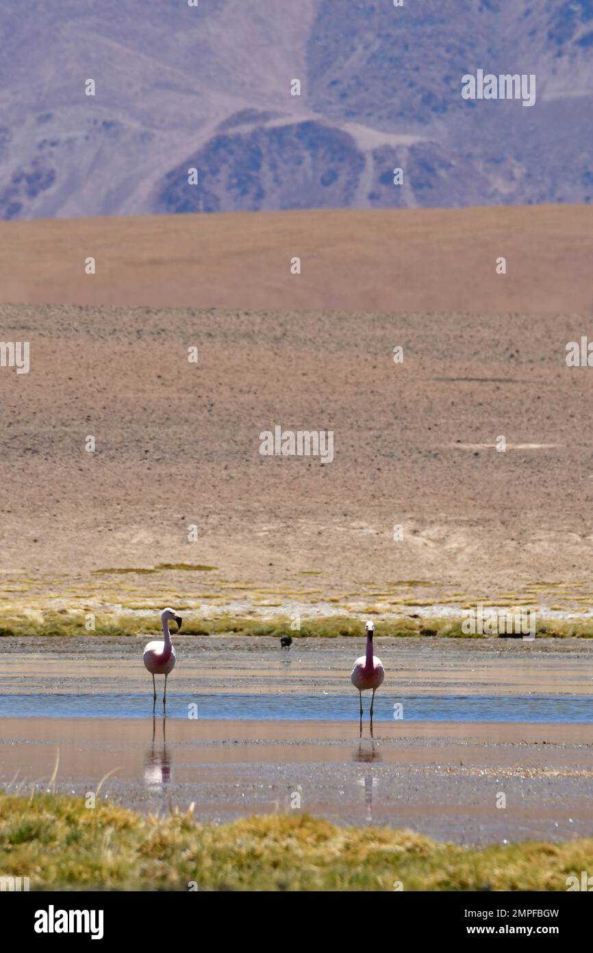 Flamingo nel deserto di Atacama Cile Sud America Foto Stock