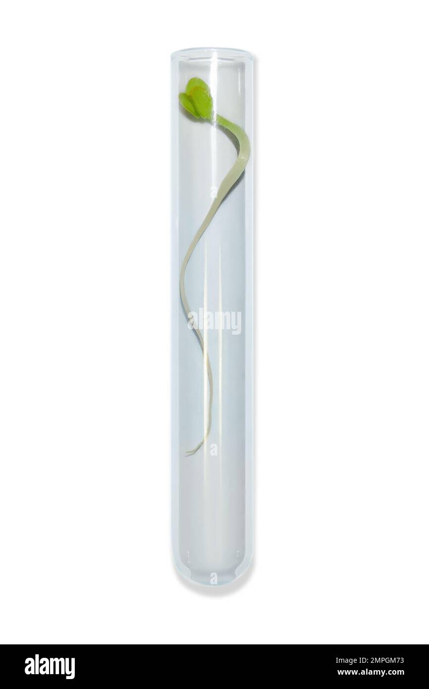 Vetreria da laboratorio con germogli di piante. Su uno sfondo vuoto. Isolato. PNG. Verdi, germogli, ricerca, ingegneria biologica, studio, coltivazione. Foto Stock