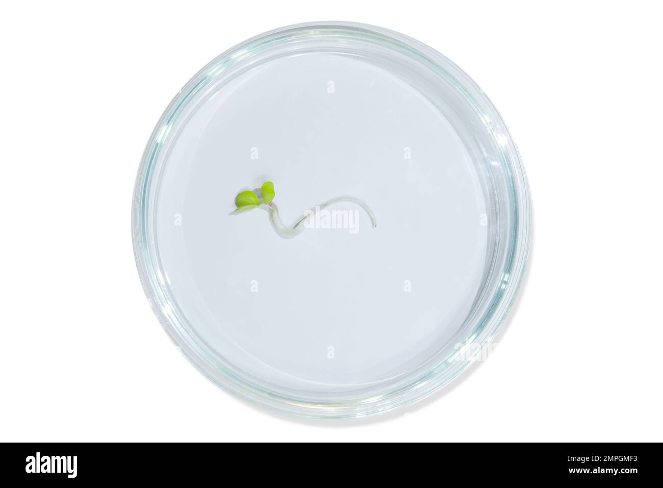 Vetreria da laboratorio con germogli di piante. Su uno sfondo vuoto. Isolato. PNG. Verdi, germogli, ricerca, ingegneria biologica, studio, coltivazione. Foto Stock