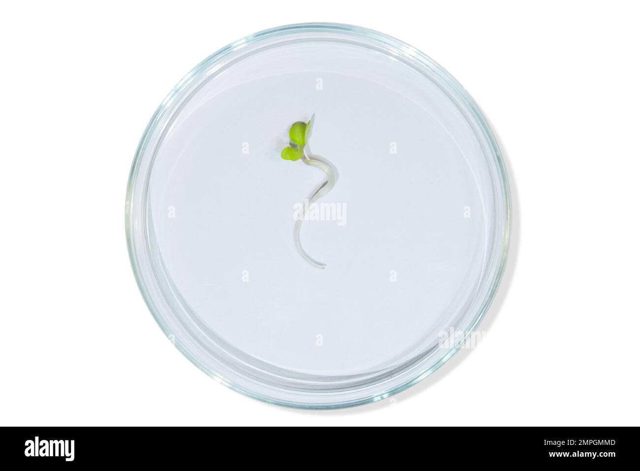 Vetreria da laboratorio con germogli di piante. Su uno sfondo vuoto. Isolato. PNG. Verdi, germogli, ricerca, ingegneria biologica, studio, coltivazione. Foto Stock