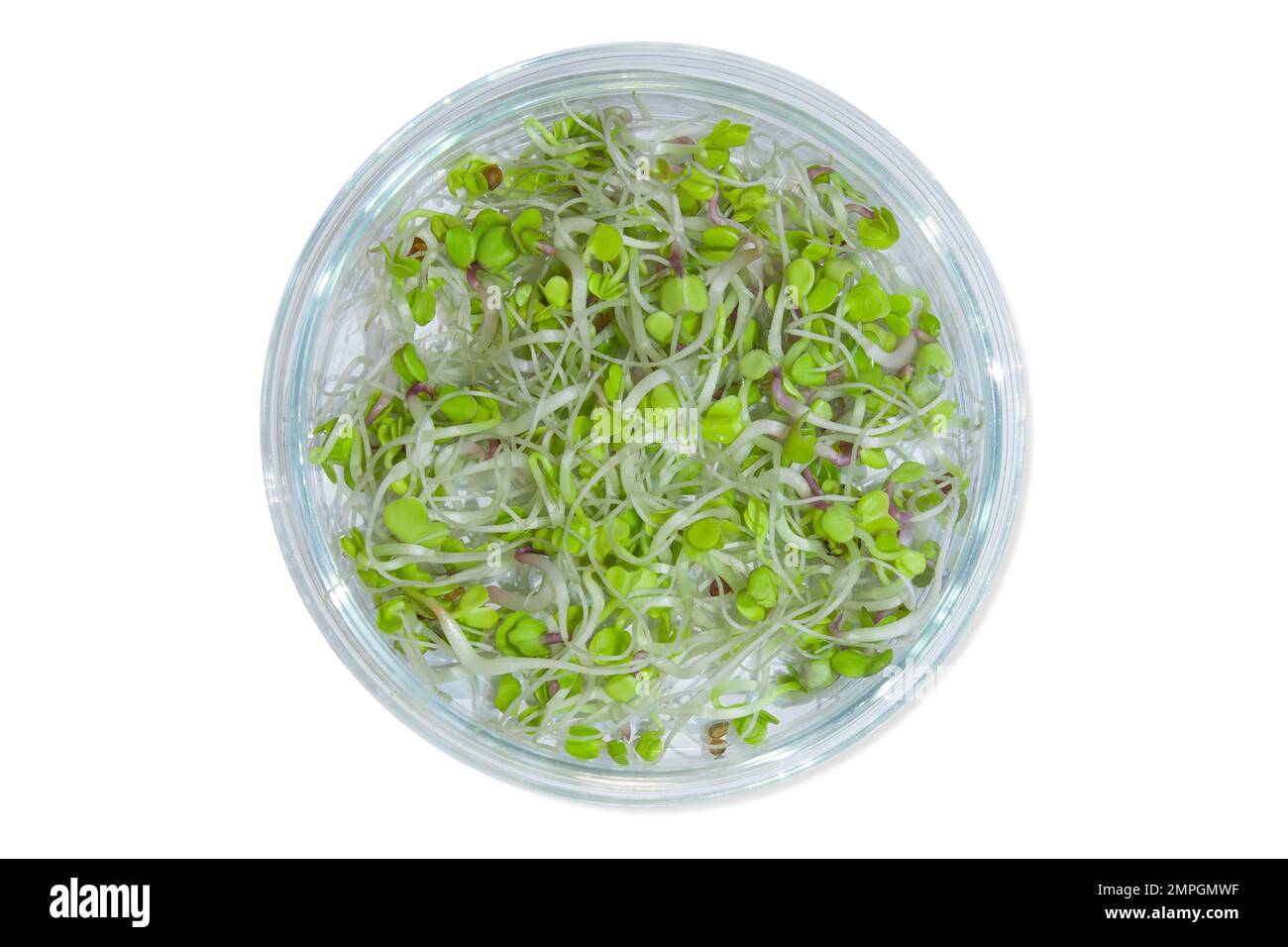 Vetreria da laboratorio con germogli di piante. Su uno sfondo vuoto. Isolato. PNG. Verdi, germogli, ricerca, ingegneria biologica, studio, coltivazione. Foto Stock