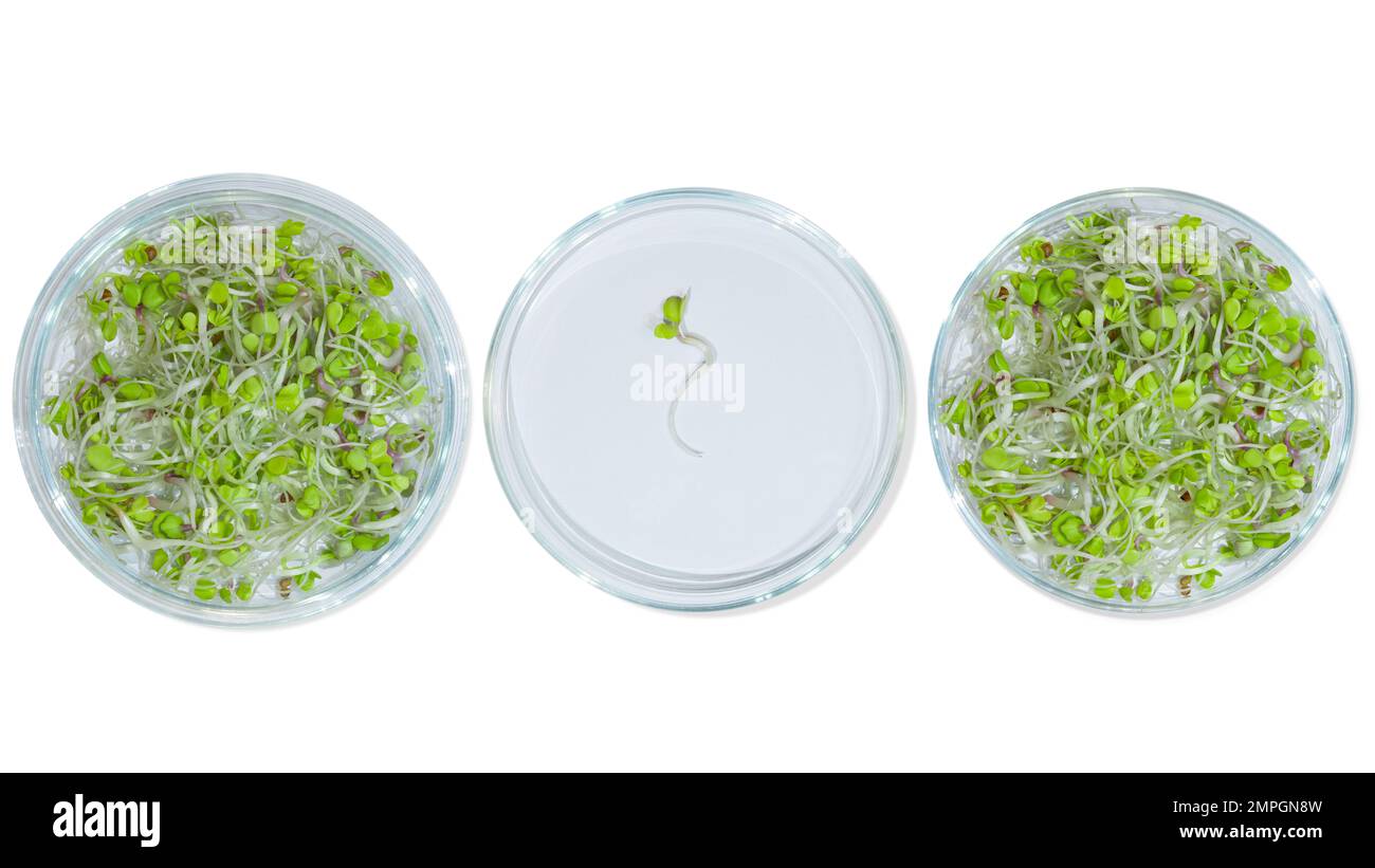 Vetreria da laboratorio con germogli di piante. Su uno sfondo vuoto. Isolato. PNG. Verdi, germogli, ricerca, ingegneria biologica, studio, coltivazione. Foto Stock