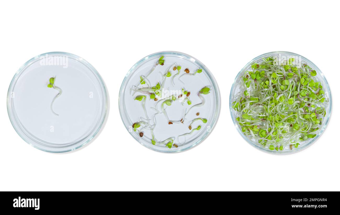 Vetreria da laboratorio con germogli di piante. Su uno sfondo vuoto. Isolato. PNG. Verdi, germogli, ricerca, ingegneria biologica, studio, coltivazione. Foto Stock