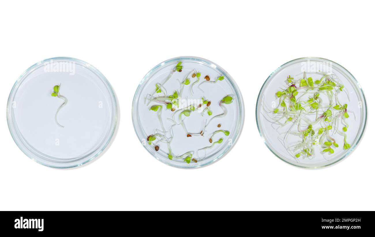 Vetreria da laboratorio con germogli di piante. Su uno sfondo vuoto. Isolato. PNG. Verdi, germogli, ricerca, ingegneria biologica, studio, coltivazione. Foto Stock