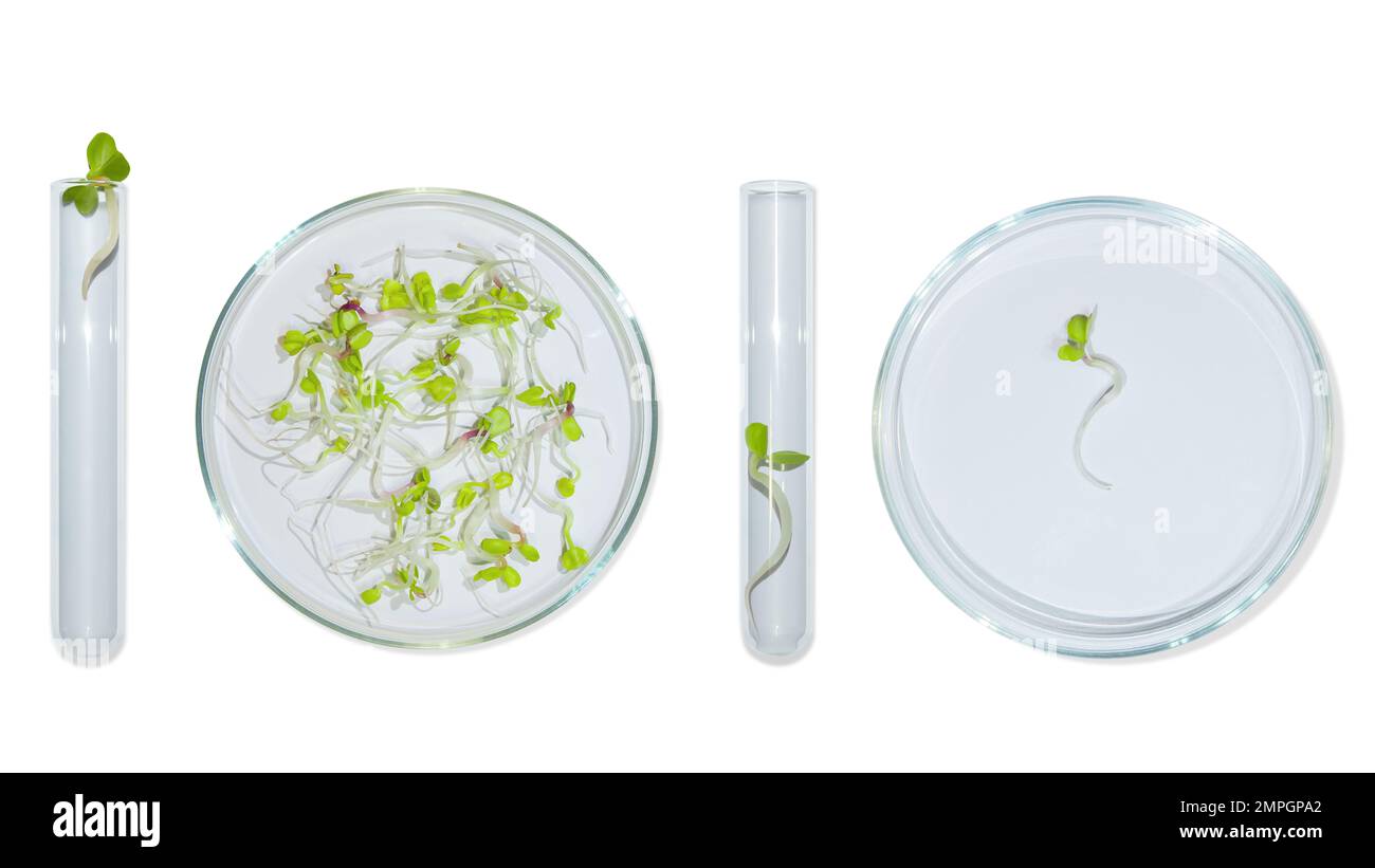 Vetreria da laboratorio con germogli di piante. Su uno sfondo vuoto. Isolato. PNG. Verdi, germogli, ricerca, ingegneria biologica, studio, coltivazione. Foto Stock