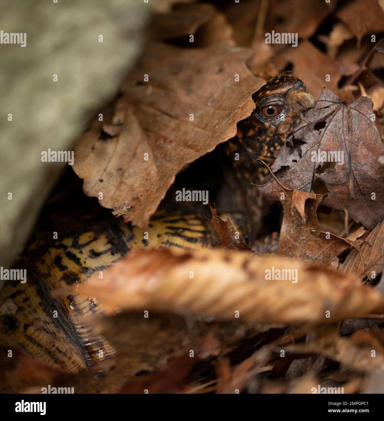Tartaruga che si sbirciano al mondo Foto Stock