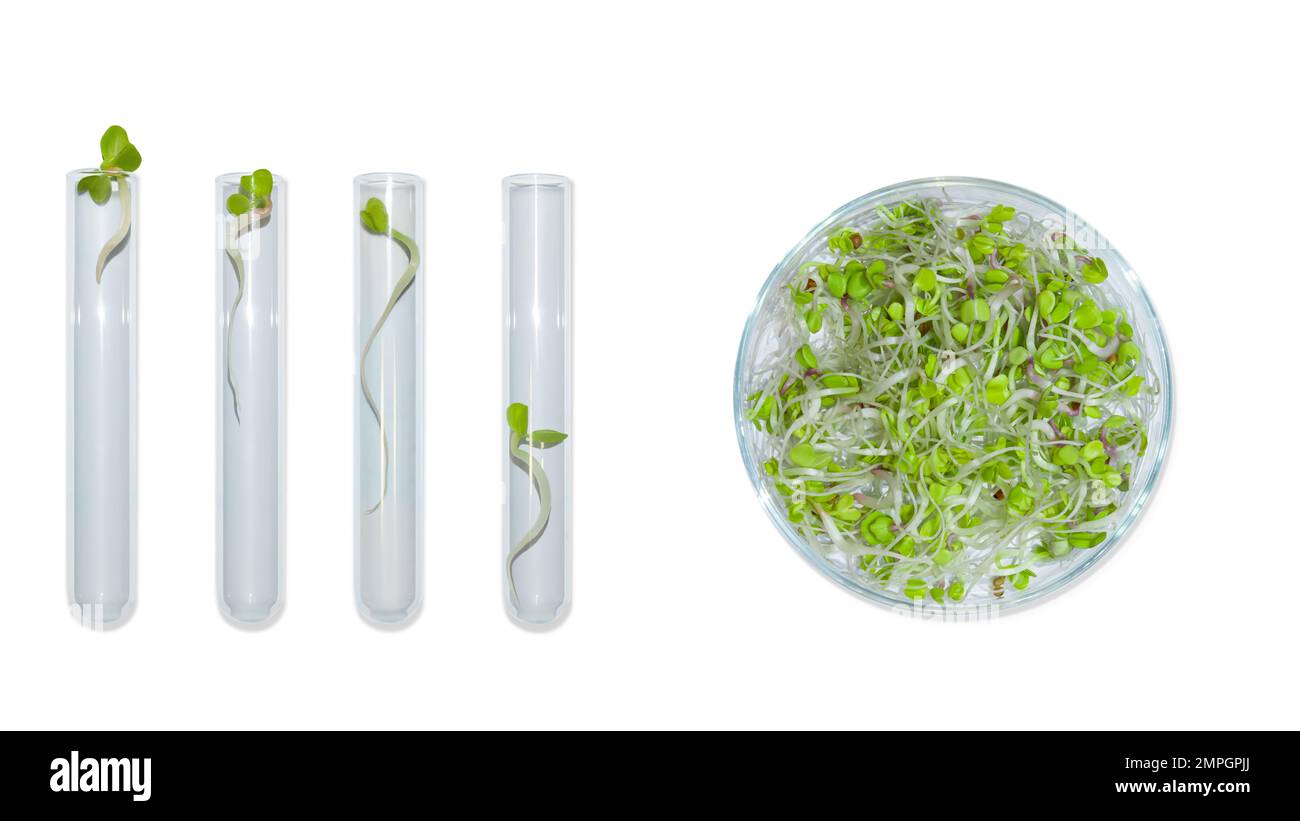 Vetreria da laboratorio con germogli di piante. Su uno sfondo vuoto. Isolato. PNG. Verdi, germogli, ricerca, ingegneria biologica, studio, coltivazione. Foto Stock