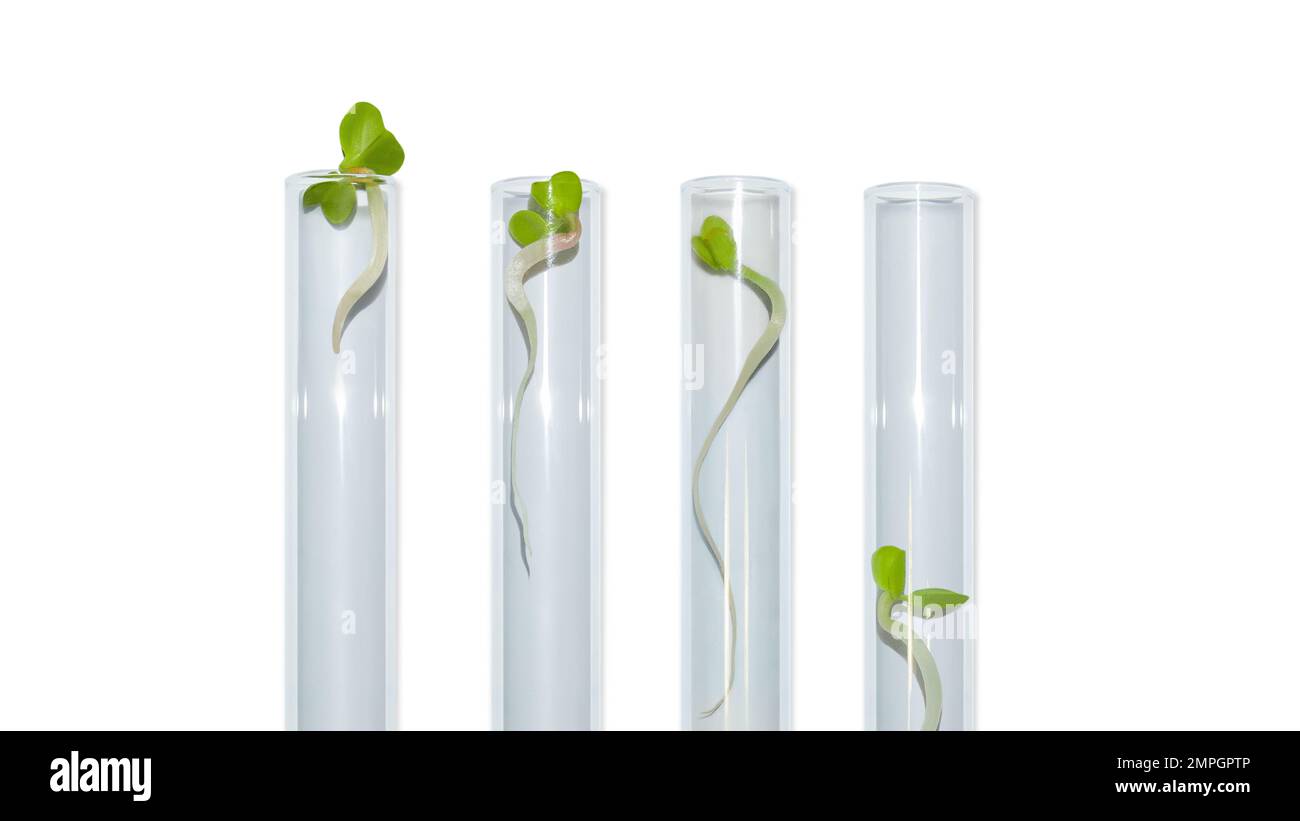 Vetreria da laboratorio con germogli di piante. Su uno sfondo vuoto. Isolato. PNG. Verdi, germogli, ricerca, ingegneria biologica, studio, coltivazione. Foto Stock
