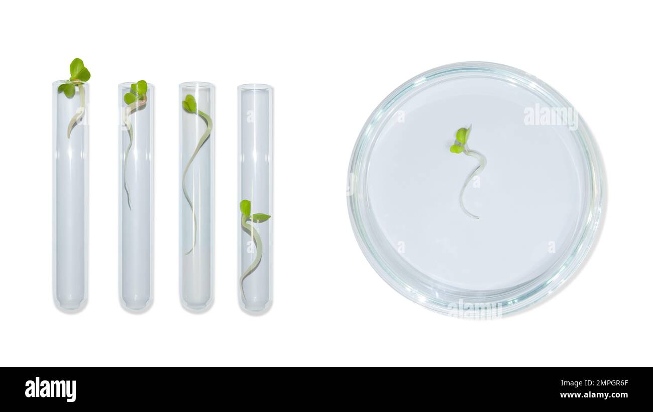 Vetreria da laboratorio con germogli di piante. Su uno sfondo vuoto. Isolato. PNG. Verdi, germogli, ricerca, ingegneria biologica, studio, coltivazione. Foto Stock
