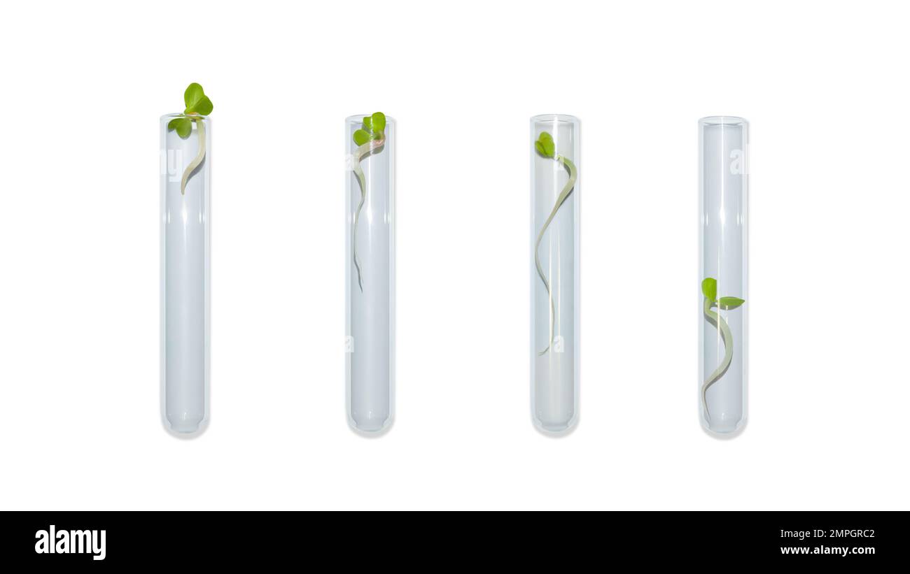 Vetreria da laboratorio con germogli di piante. Su uno sfondo vuoto. Isolato. PNG. Verdi, germogli, ricerca, ingegneria biologica, studio, coltivazione. Foto Stock