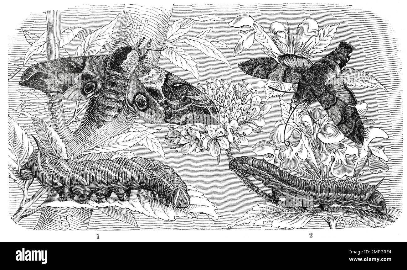 Insekten, 1. Smerinthus ocellatus, 2. Karpfenschwänzchen, Macroglossa stellatarum, Historisch, digital restaurierte Reproduktion von einer Vorlage aus dem 19. Jahrhundert Foto Stock