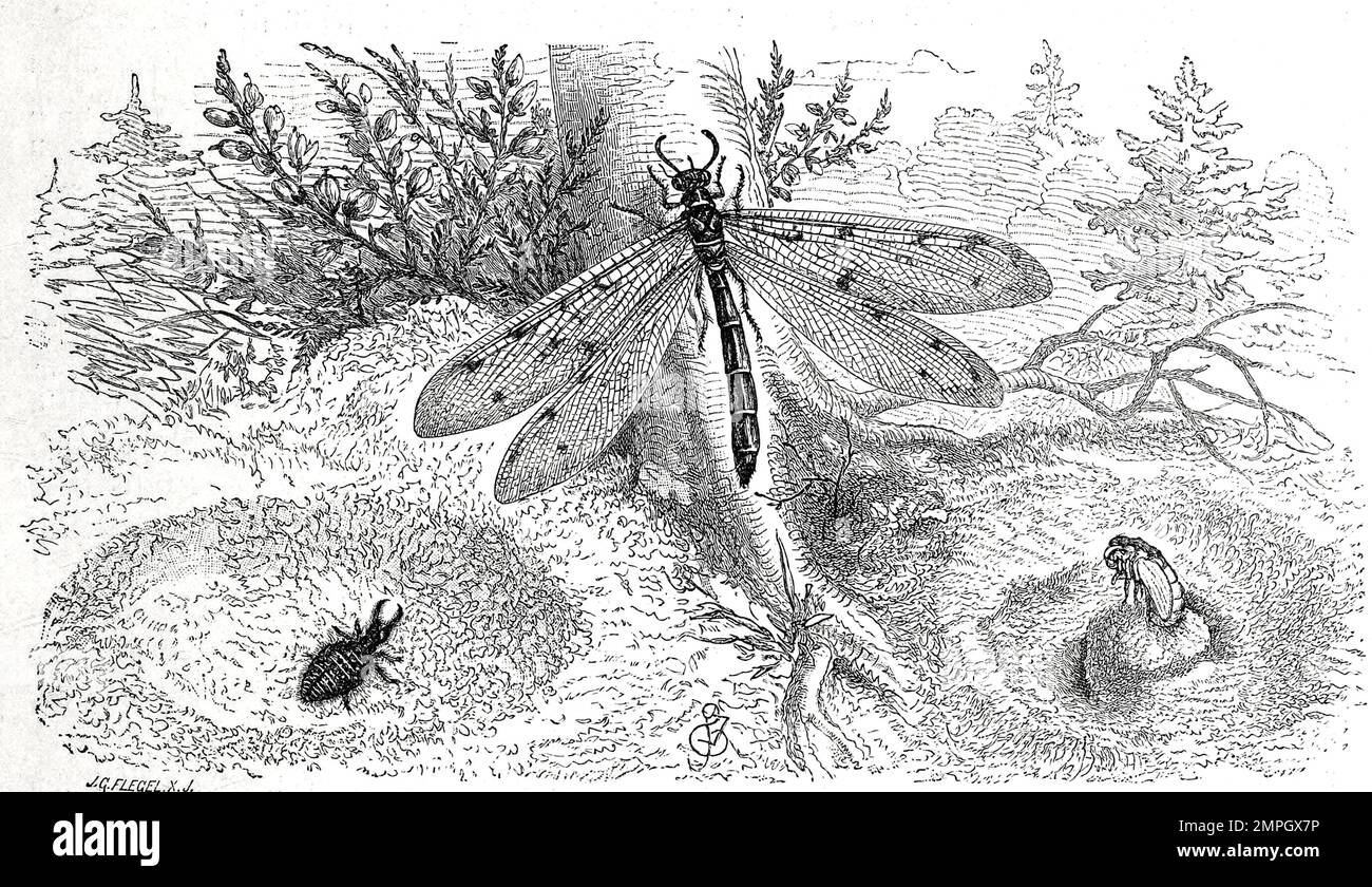 Insekten, gemeiner Ameisenlöwe, Myrmeleon formicarius, Ameisenlöwen, früher auch „Afterjungfern“[1] werden die Larven einiger Ameisenjungfern, Myrmeleontidae bezeichnet, Historiisch, digital restaurierte Reproduktion von einer Vorlage aus dem 19. Jahrhundert Foto Stock