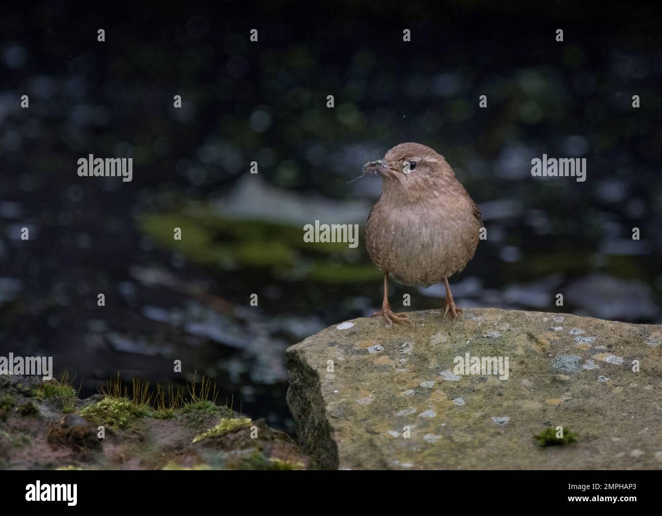 Wren eurasiatica, troglodytes troglodytes, di Garden stagno, Lancashire, Regno Unito Foto Stock