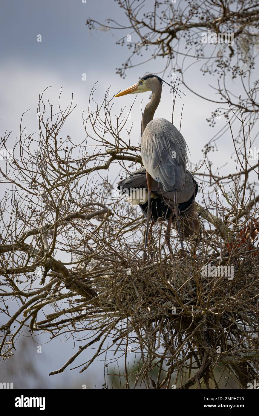 Great Blue Heron costruisce un nido nella palude di Magnolia Plantation in South Carolina Foto Stock