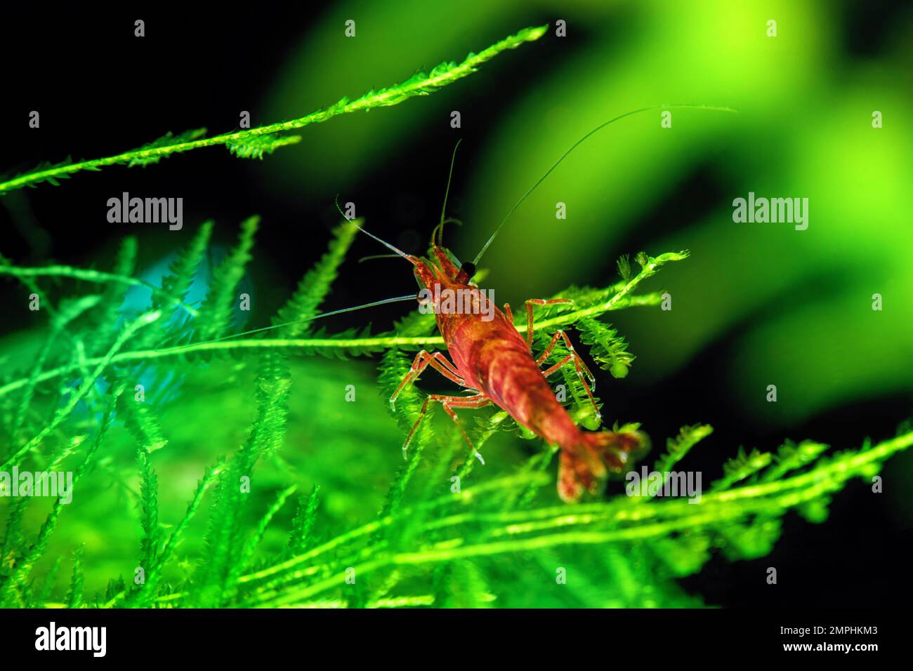 Red Cherry Shrimp su un muschio, acquario di acqua dolce Foto Stock