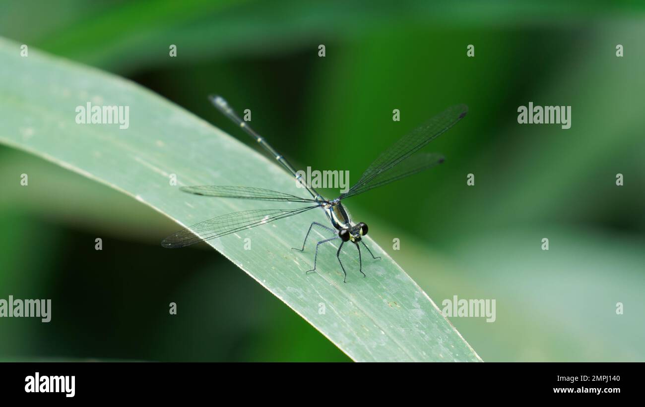 Dragonfly gigante Rockmaster su Leaf Foto Stock