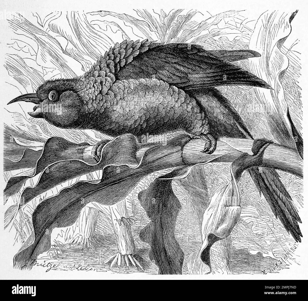 Vogel, Langschnabelsittich, Enicognathus leptorhynchus, eine Vogelart aus der Tribus der Neuweltpapageien, Historiisch, digital restaurierte Reproduktion von einer Vorlage aus dem 18. Jahrhundert Foto Stock