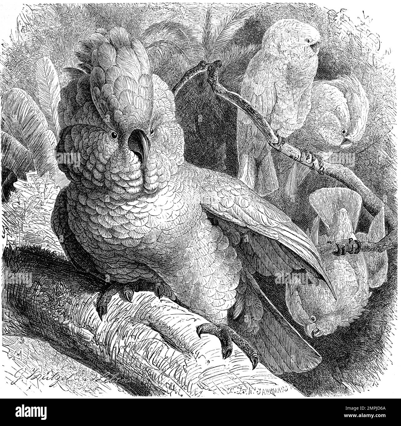 Vogel, Molukkenkakadu, Cacatua moluccensis gehört zur Ordnung der Papageien, Historiisch, digital restaurierte Reproduktion von einer Vorlage aus dem 18. Jahrhundert Foto Stock