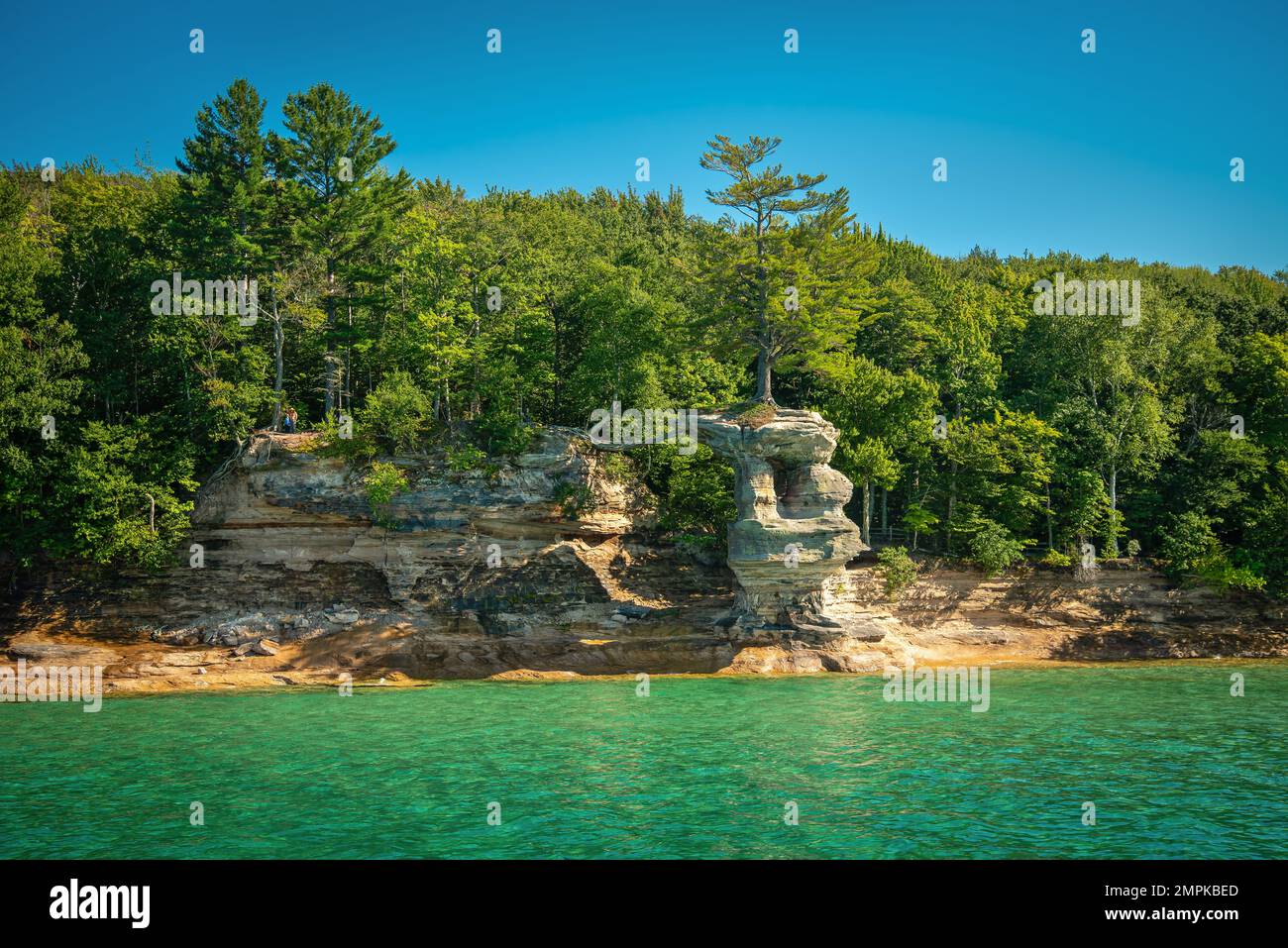 Radici che tengono vivo l'albero di pino essendo separato dalla terra principale Foto Stock