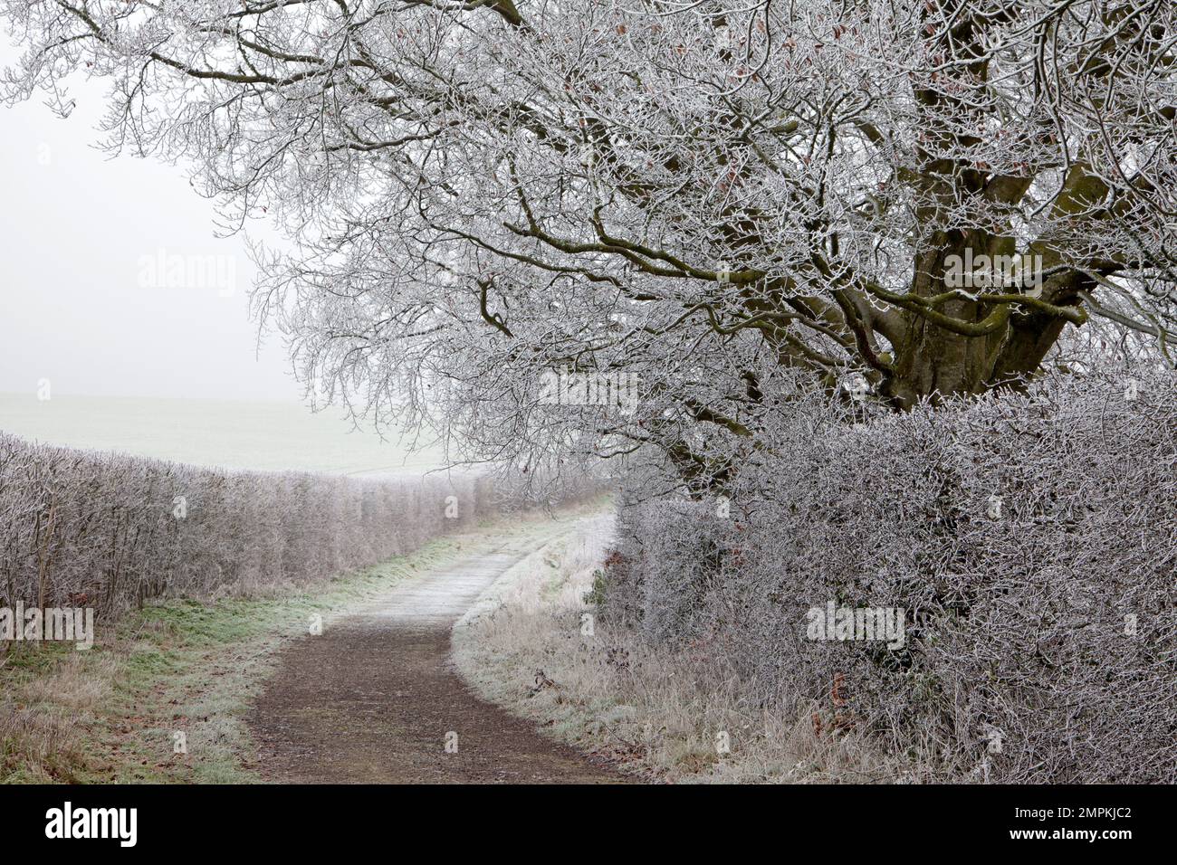 Brina sugli alberi e le siepi lungo una strada a nord di Codford nel Wiltshire. Foto Stock