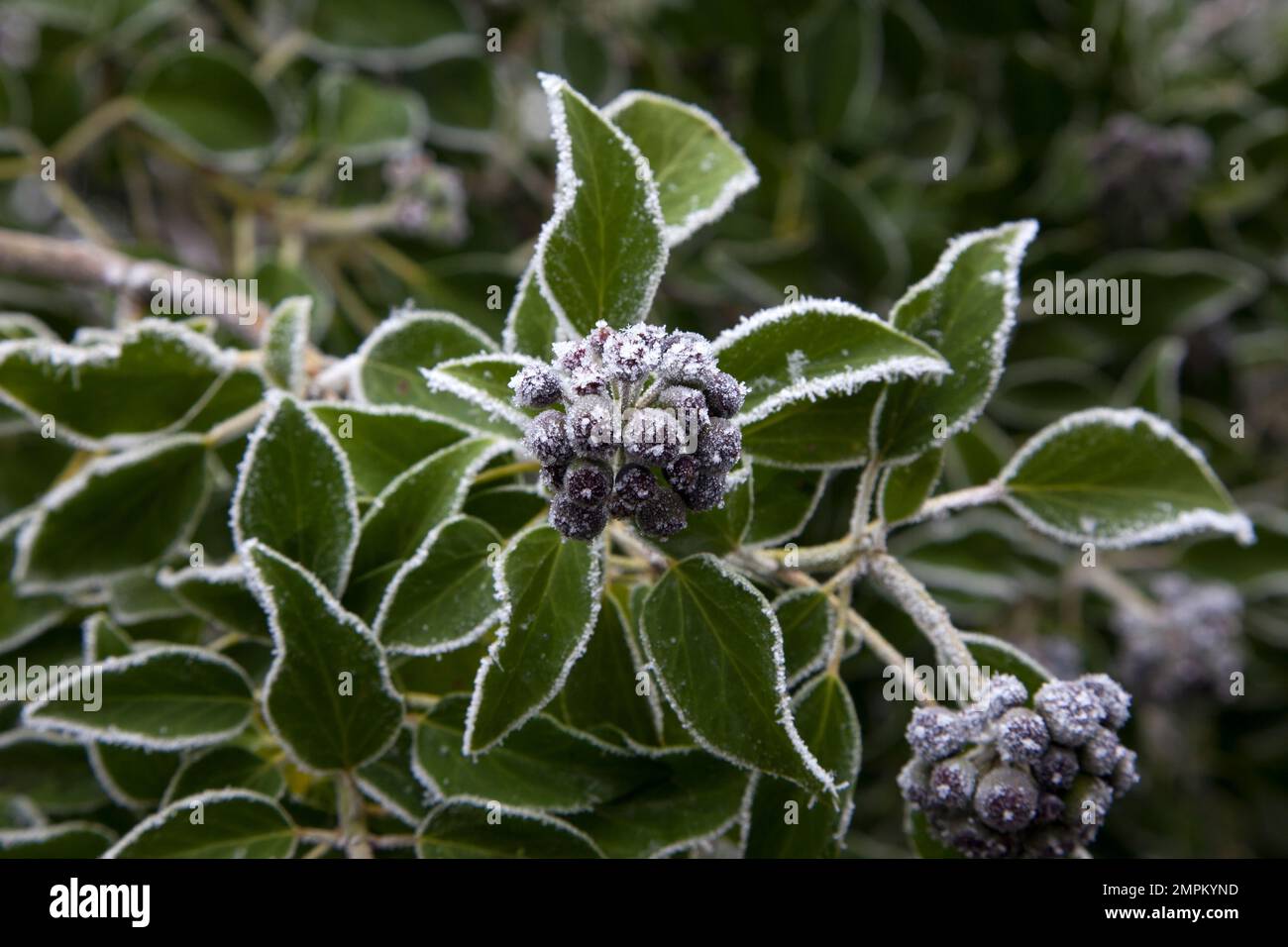 Un rivestimento di gelo su foglie di edera e bacche. Foto Stock